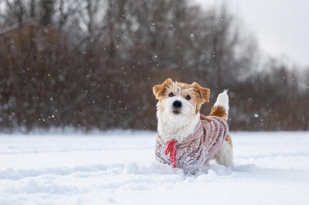 Dog on the background of trees in the park Portrait of a Jack Russell Terrier dressed as a fawn Snowing