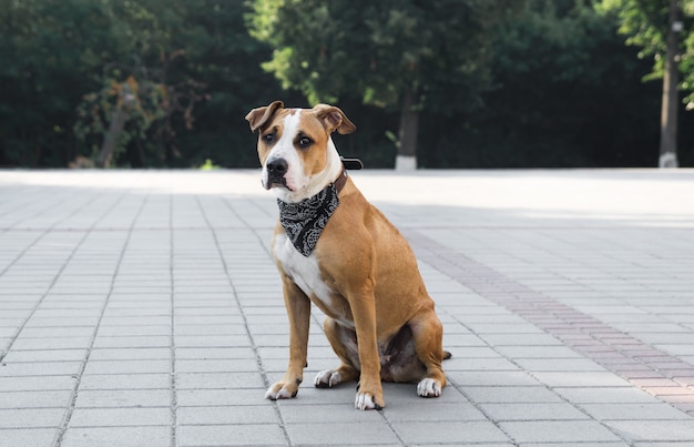 Dog in bandana sitting outdoors