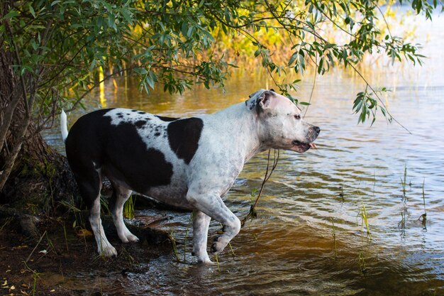 A dog on the bank of the river Nature and green trees on the pond