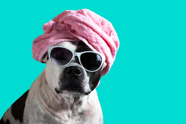 A dog in a bath towel or a hat Funny American stafford