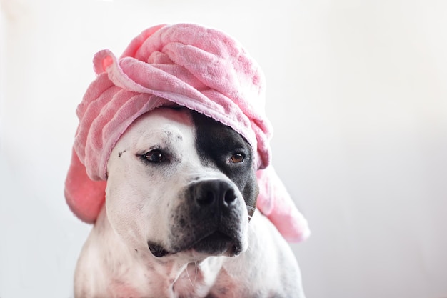 A dog in a bath towel or a hat Funny American stafford