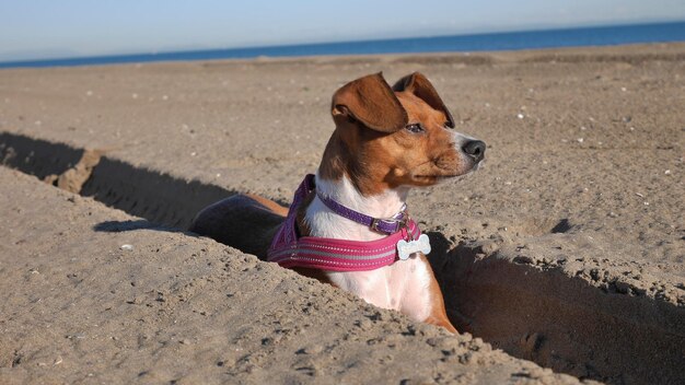 Dog on beach