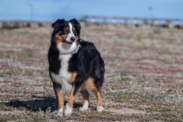 Dog on the beach