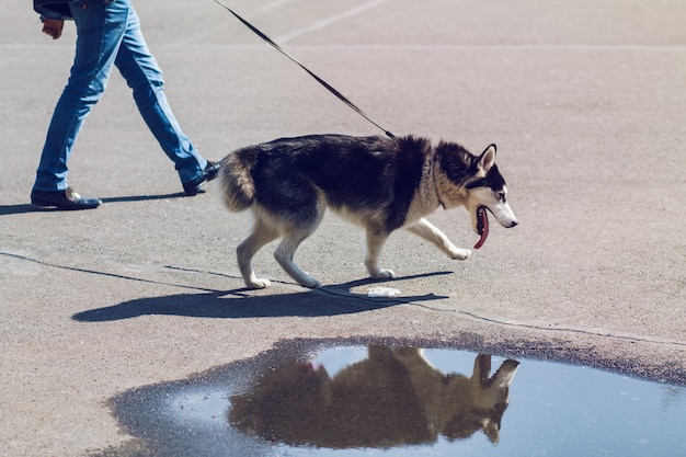 Dog being walked in sunny street