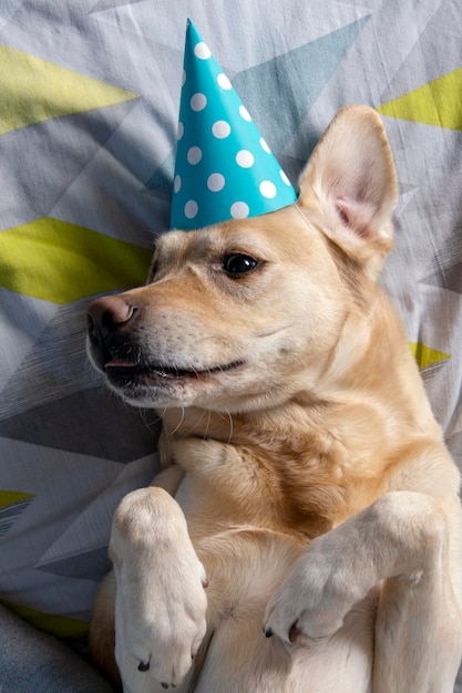 Dog birthday party The dog lies on the bed in a  party hat