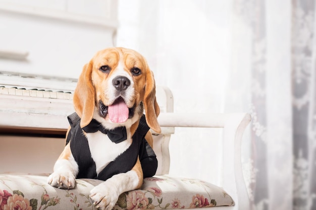 A dog in a black tuxedo sits on a chair.