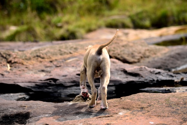 dog bottom on green background