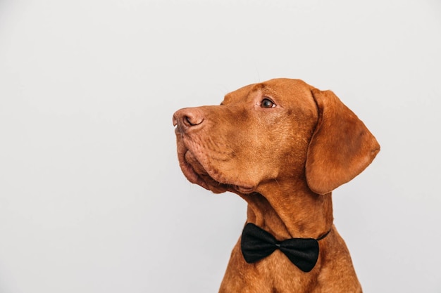 Dog in bow tie like a gentleman