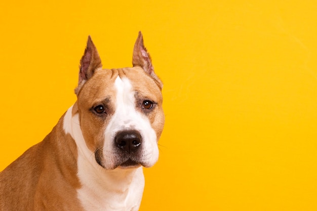 Dog breed American Staffordshire Terrier looks on a yellow background