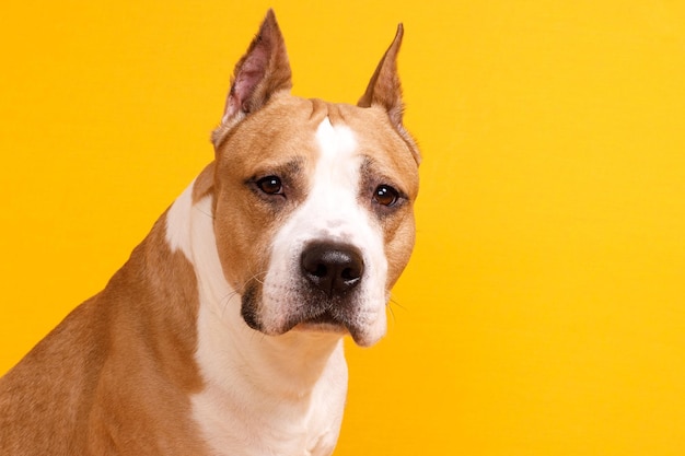 Dog breed American Staffordshire Terrier looks on a yellow background