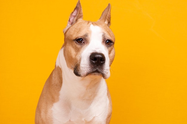 Dog breed American Staffordshire Terrier looks on a yellow background