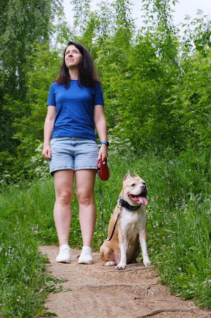 Dog breed American Staffordshire Terrier stands on the lawn with his owner