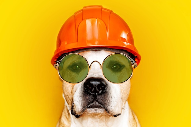 Dog breed american staffordshire terrier in sunglasses and a construction helmet on a yellow background