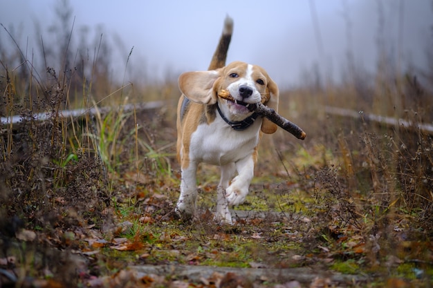 Dog breed Beagle playing with a stick in the autumn Park in thick fog