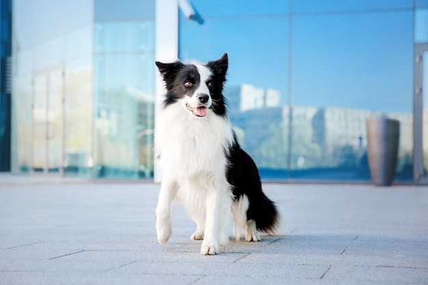 Dog breed Border Collie in the city