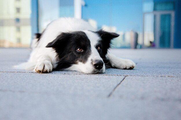 Dog breed Border Collie in the city