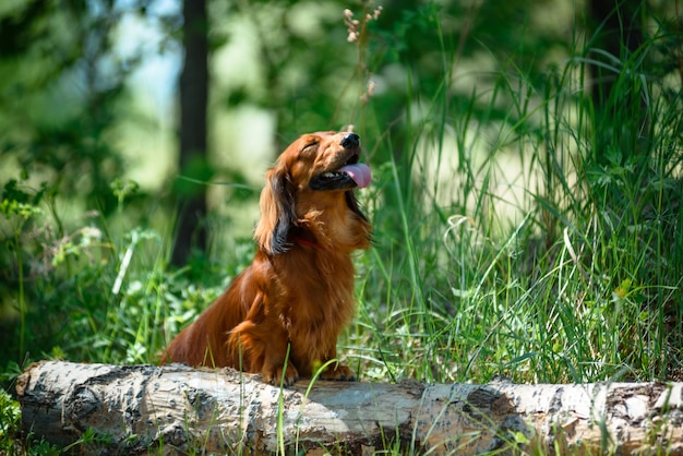 Dog breed Dachshund in the forest in a Sunny clearing.