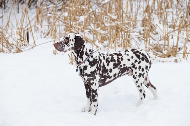 Dog breed Dalmatian winter in snow proudly stands and looks beautiful and lovely dalmatian is walking in park beautiful adult Dalmatian dog