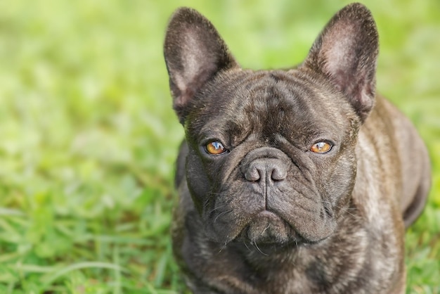 Dog breed French bulldog on the background of green grass The dog is looking at the camera