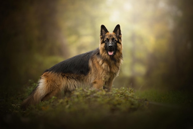 Dog breed German shepherd in the forest.