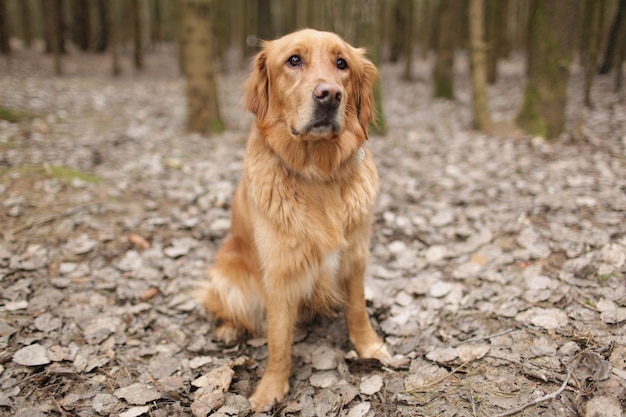 A dog of breed Golden Retriever sits on fallen leaves in the forest and looks around