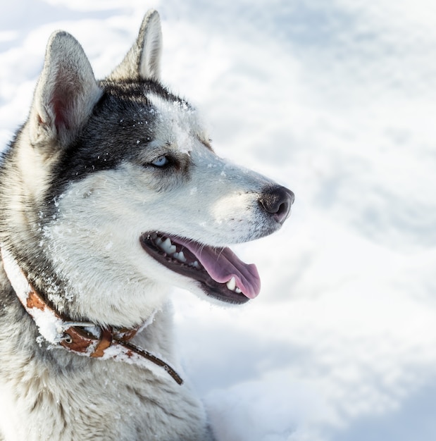 Dog breed Husky in the snow