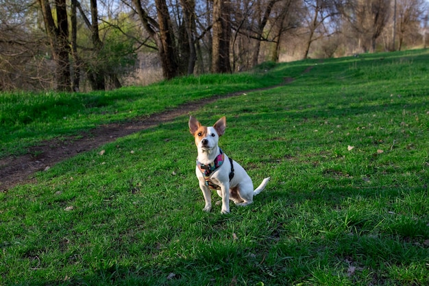 Dog breed Jack Russell Terrier in the forest on green grass in a colorful harness,sits on the grass and looks up, the sun's rays fall on his face