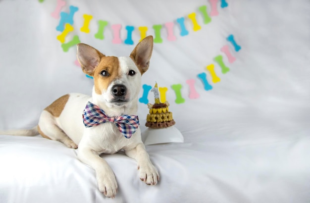 A dog of breed Jack Russell Terrier lies on a white background with a garland in the form of bones in a bow tie around his neck next to his birthday cake decorated with yellow bones and hearts