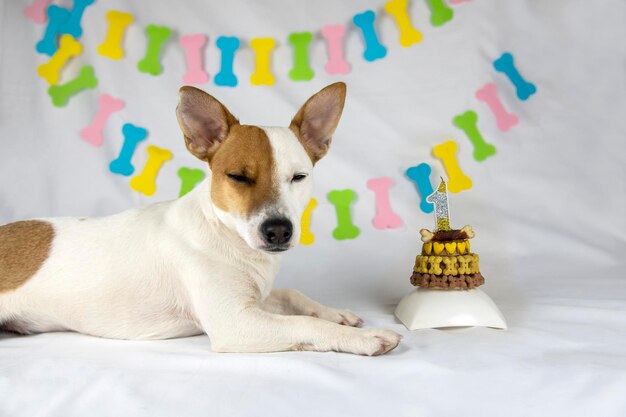 A dog of breed Jack Russell Terrier lies on a white background with a garland in the form of bones next to his birthday cake decorated with yellow bones and hearts with eyes closed