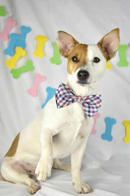 Dog breed Jack Russell Terrier sits on a white background with a garland in the form of bones in a the colorfull bow tiewith one paw up looking to the side