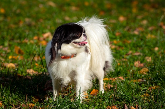 Dog breed Japanese chin plays on a green field.