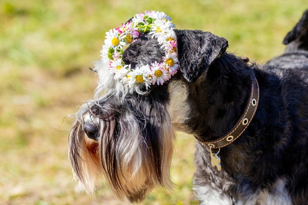 Dog of breed miniature schnauzer with a wreath of summer meadow flowers on his head