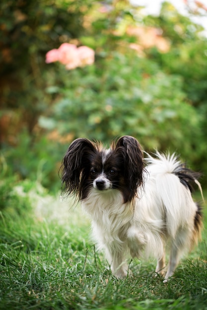 Dog breed Papillon