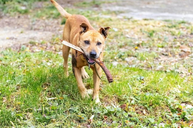 The dog of the breed pit bull terrier holds a stick in his teeth during training