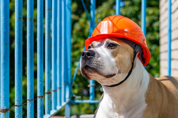 Dog breed pit bull terrier in an orange construction helmet behind a blue fence