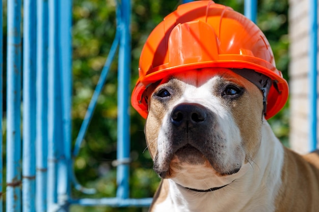 Dog breed pit bull terrier in an orange construction helmet behind a blue fence