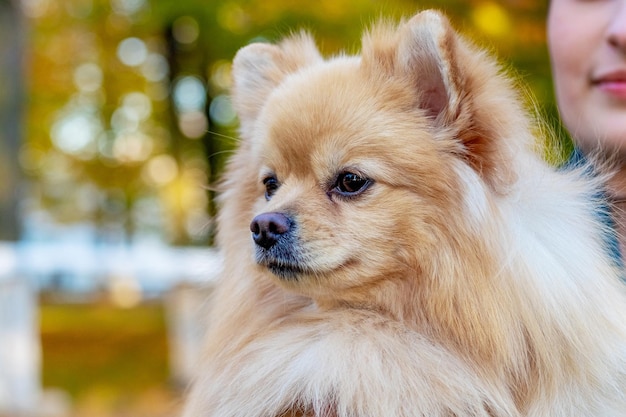 Dog of breed pomeranian spitz in the arms of his mistress