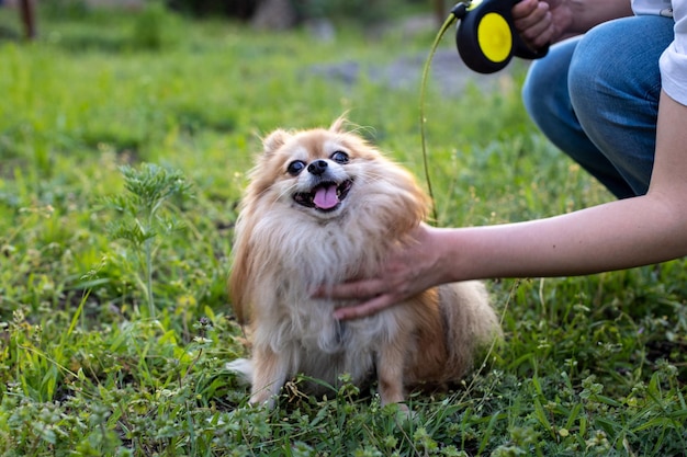 The dog breed pomeranian spitz Red dog sitting in spring green grass