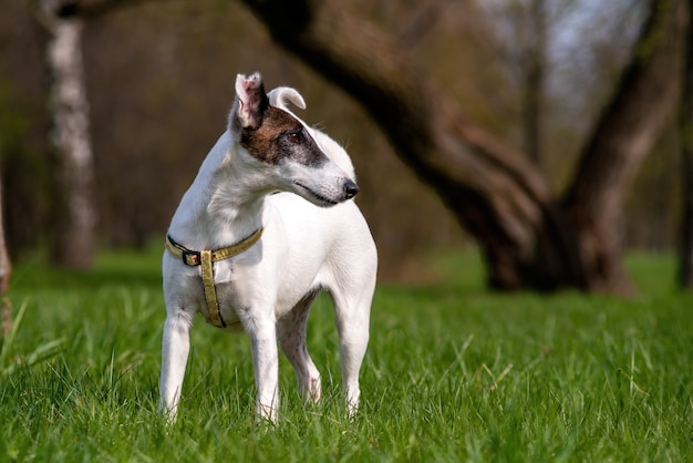 Dog breed smooth fox terrier against green of Park in summer or in the spring.