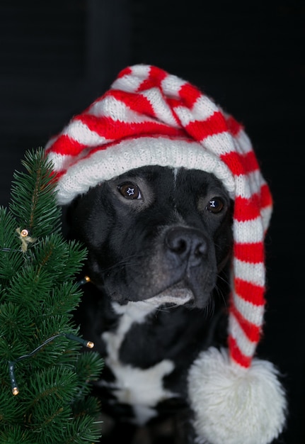 Dog of breed Staffordshire Bull Terrier, black, wearing santa's hat