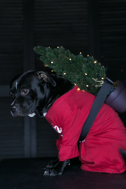 Photo dog of breed staffordshire bull terrier, black,wearing a shirt and carrying the christmas tree