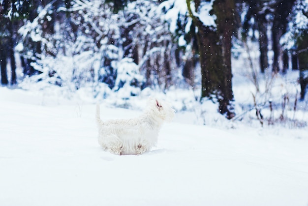 Dog breed west highland white terrier walking in winter forest, run and play outdoors