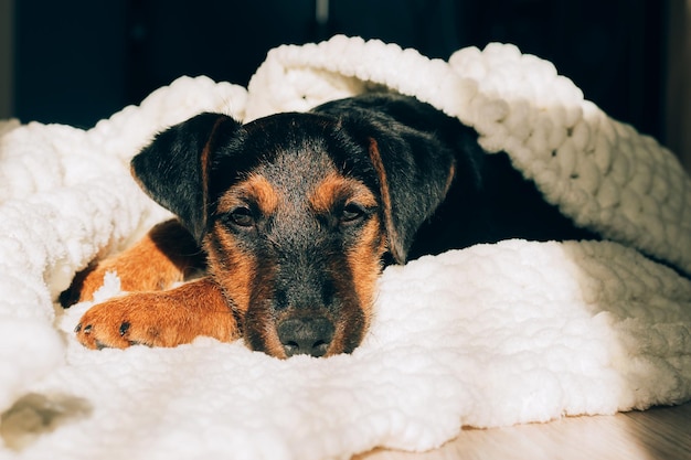 Dog breed yagterrier on light background A small puppy pet lies in fluffy soft blanket hid in blanket