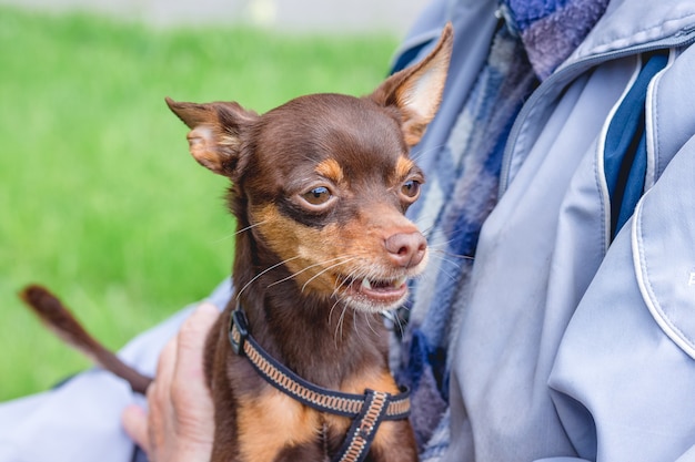 Dog breeds russian toy terrier Ð¾n the hands of an elderly man_