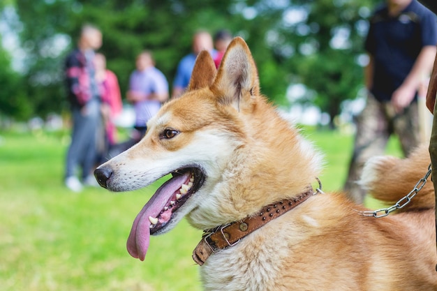 Dog breeds west siberian laÑkÐ° at the dog show_