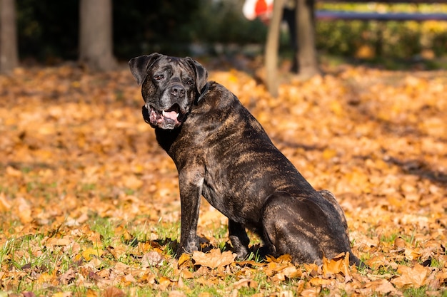 Dog cane Corso