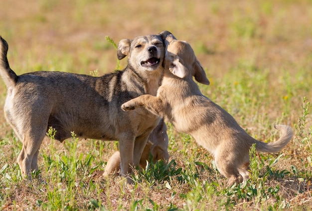 Dog Canis familiaris A puppy playing with his mother