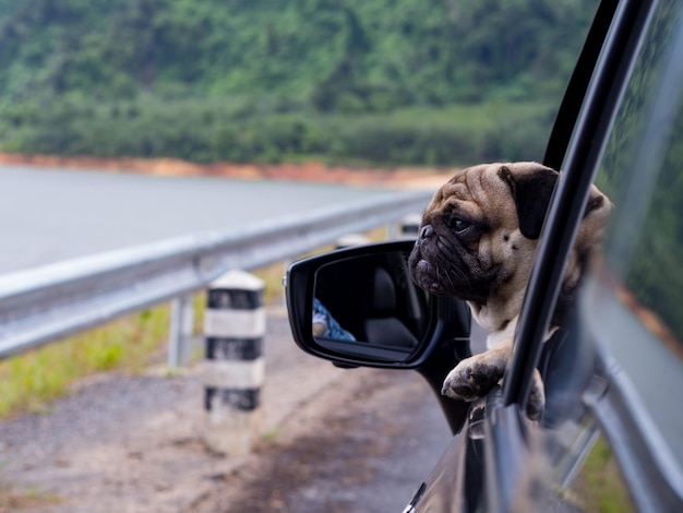 Photo dog in car