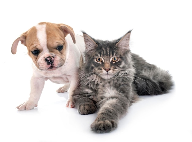 Dog and cat against white background