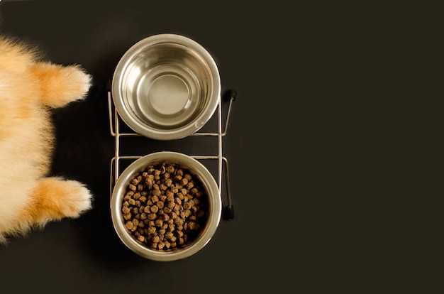 Dog or cat paws and bowl with dry food and water